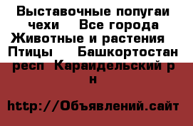 Выставочные попугаи чехи  - Все города Животные и растения » Птицы   . Башкортостан респ.,Караидельский р-н